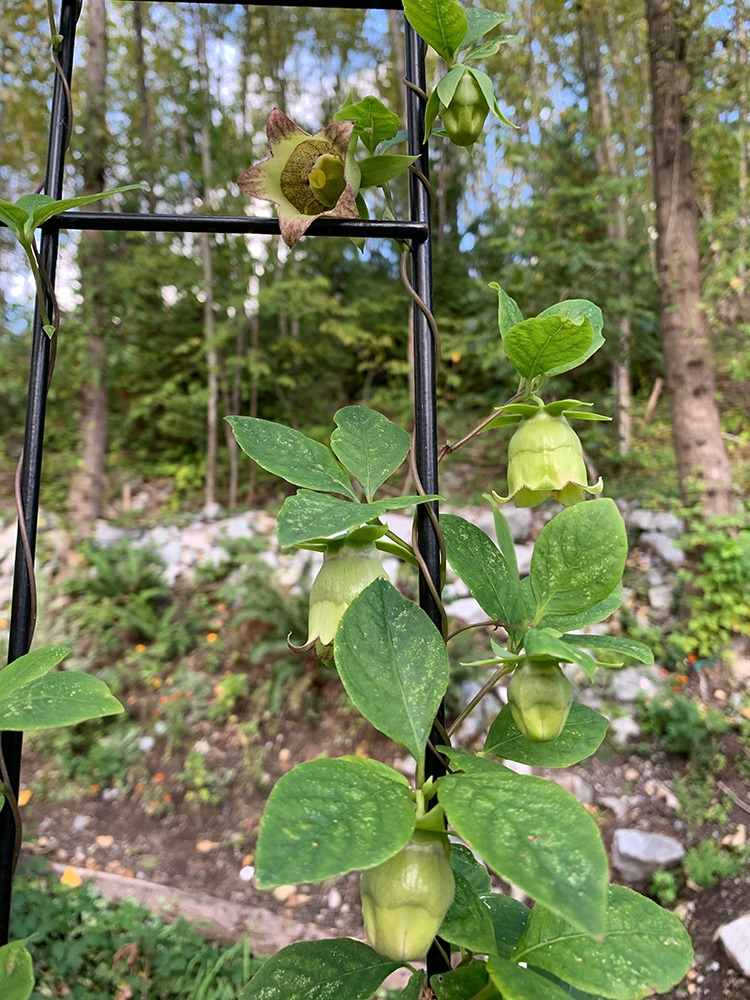 더덕꽃 필 무렵