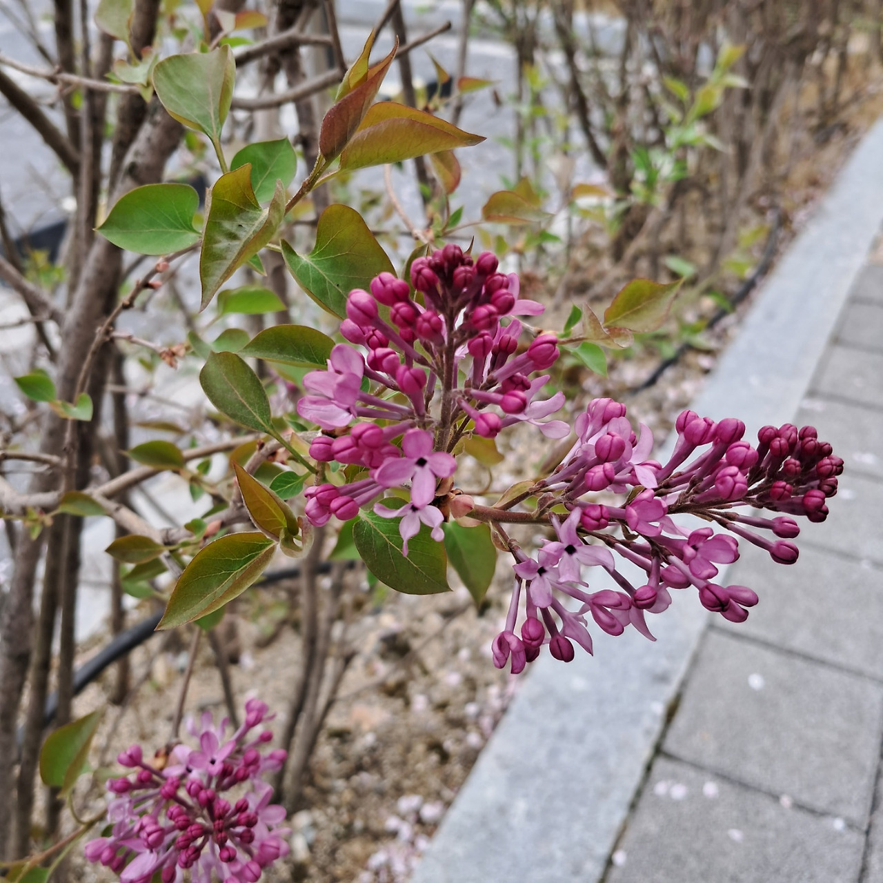 수수꽃다리 라일락 보랏빛 향기에 취할 시간
