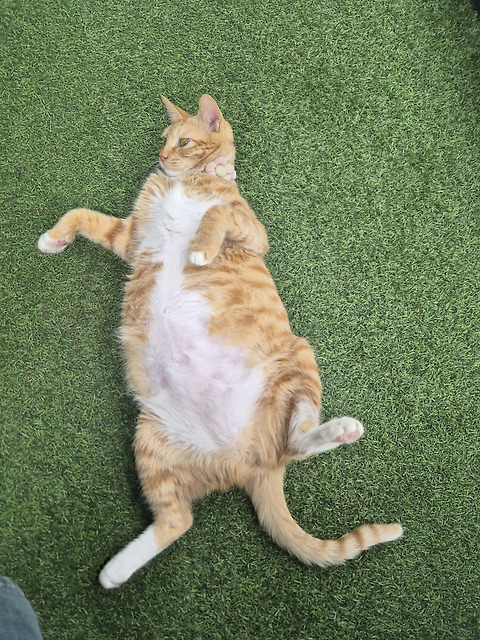 집사의하루 강남점