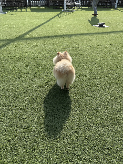 오늘도난삐딱하개