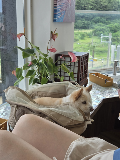 제주족욕카페