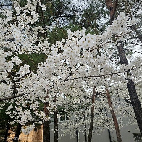 젠틀로스터스