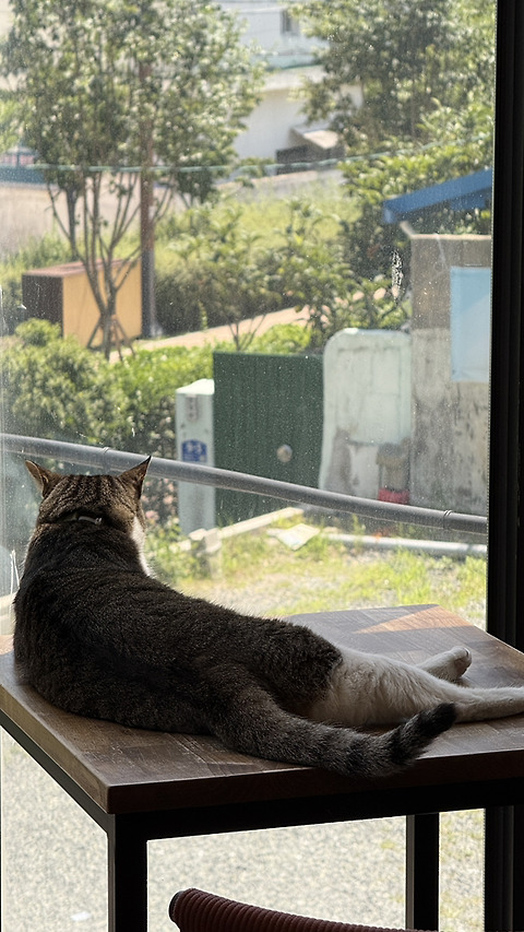 카페트레일