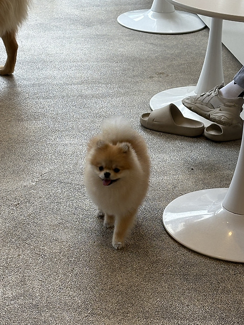 레오띠
