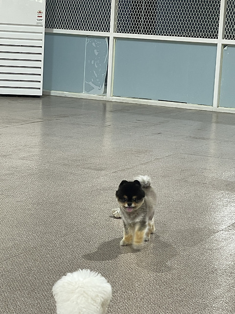 카페몽몽