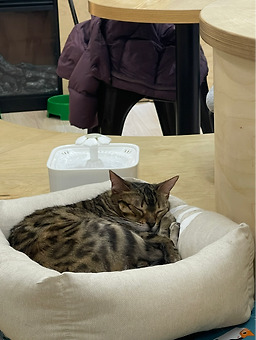 스카이켓 캣 카페