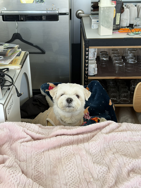 어뉴비긴
