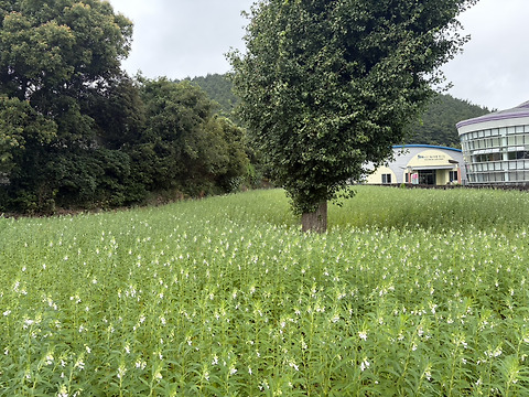 산세라