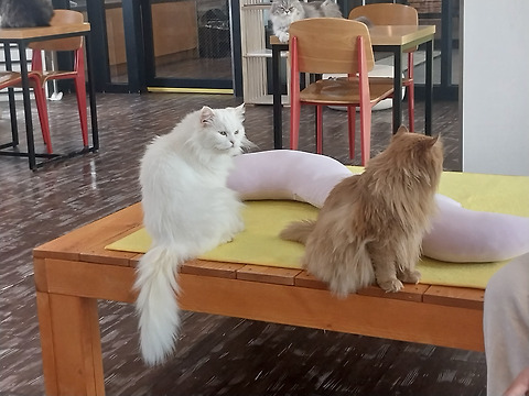 데이즈