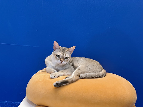 더펫츠