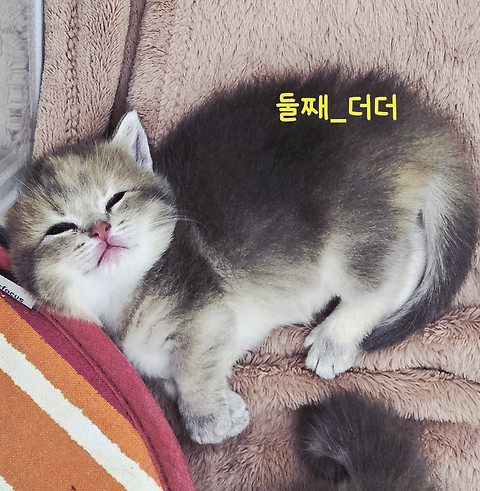캣플헤븐 일산탄현점