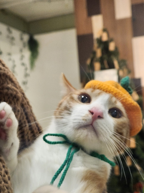 고양이카페힐링바다