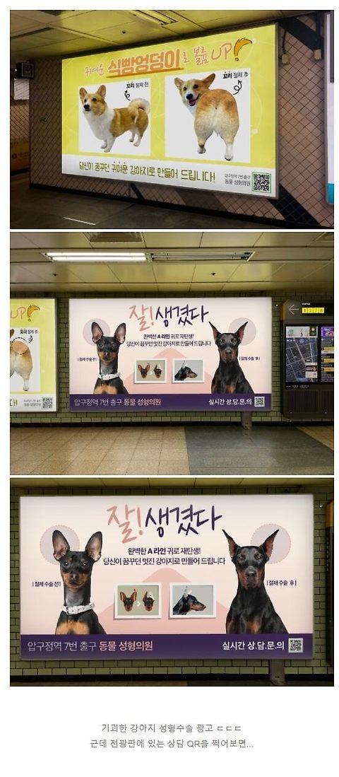 충격적인 지하철 강아지 성형광고.jpg