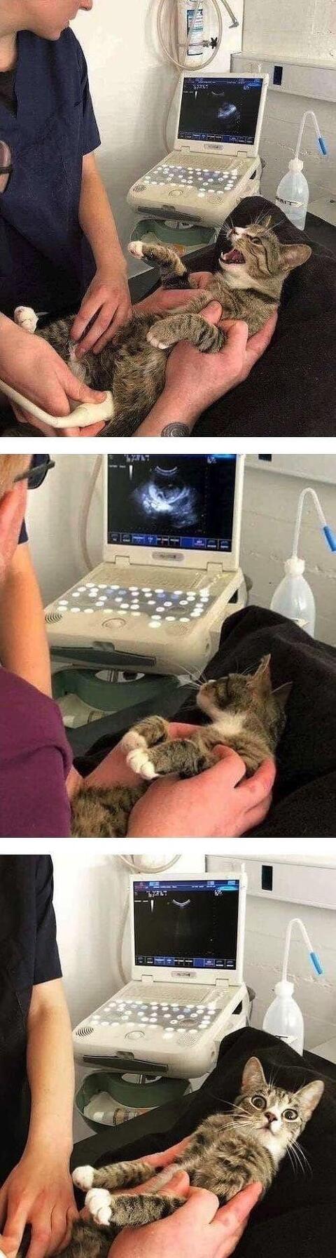 임신 소식을 접한 고양이