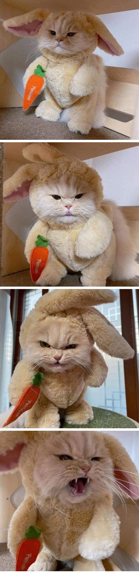 고양이한터 토끼옷 입힌 후기