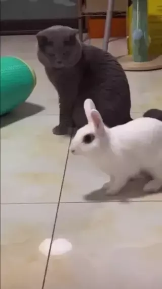 냥아치 vs 토끼