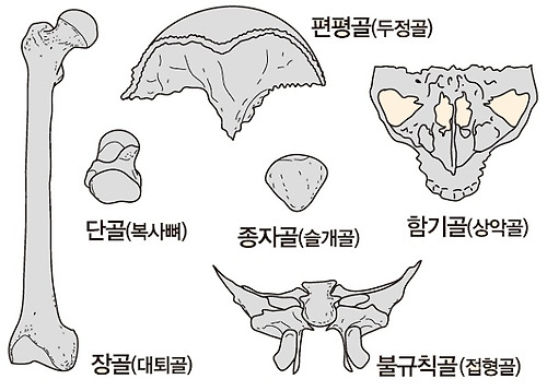 골격을 형성하는 뼈의 모양과 종류