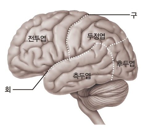 대뇌의 구조와 융기