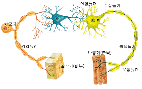 신경과 신경계