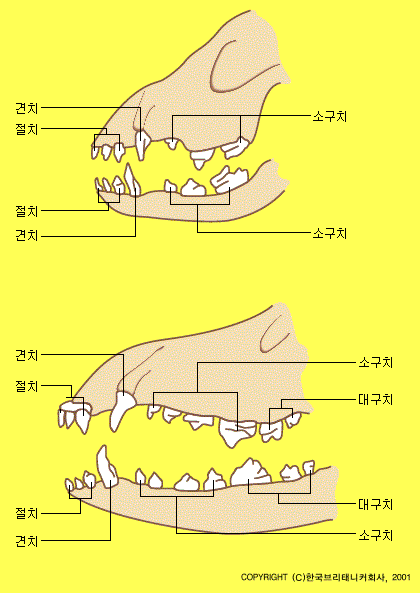 개