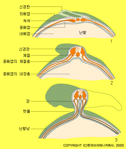 척추동물 형태형성 과정