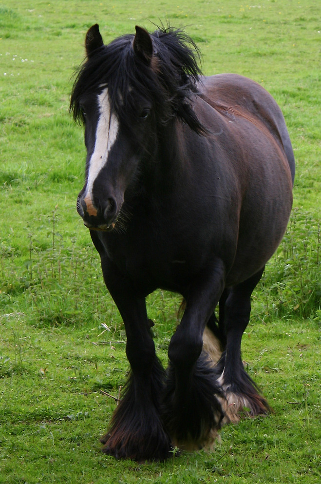 벨지언 호스(Belgian horse)