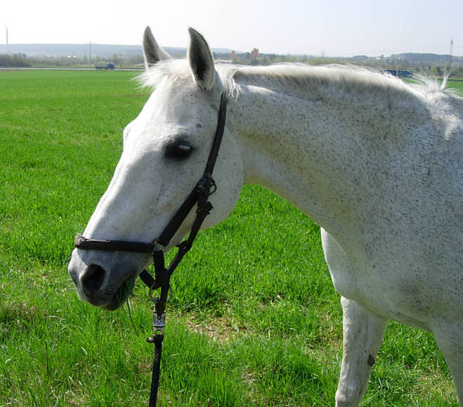 아라비안 호스(Arabian horse)