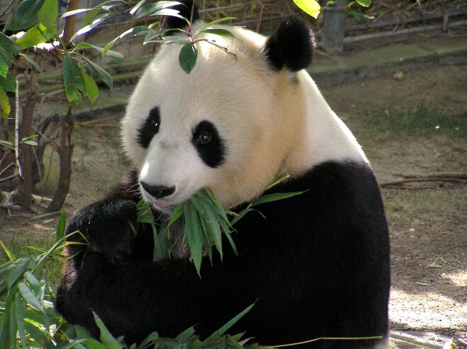 팬더(panda)