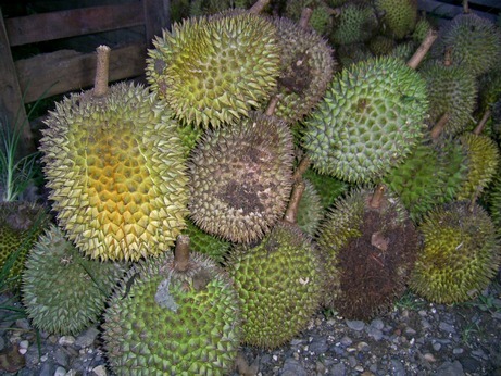 두리안(Durian)