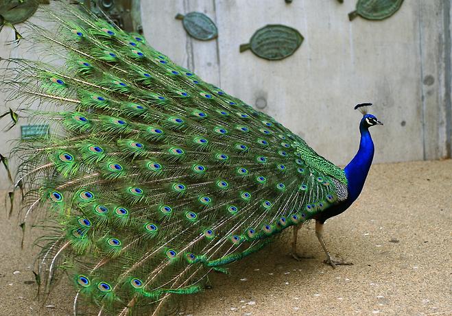 인도공작(Indian Peafowl)