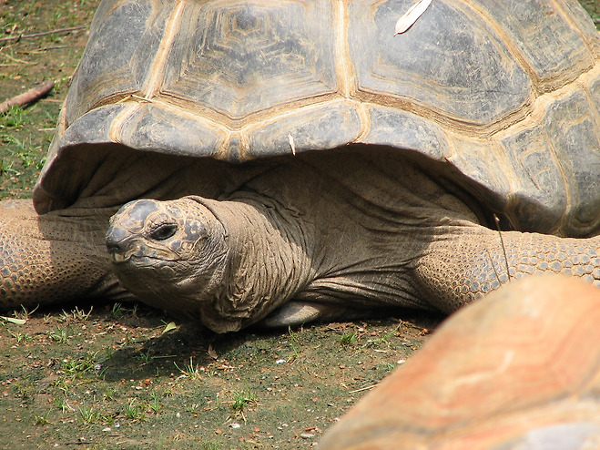 알다브라 큰거북(Aldabra Tortoise)