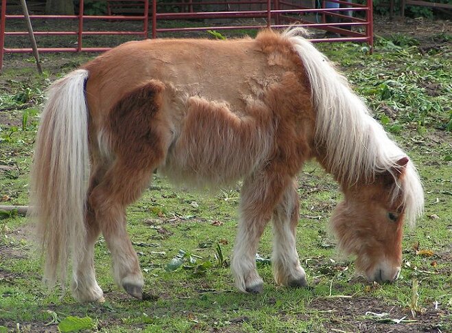 셰틀랜드포니(Shetland pony)