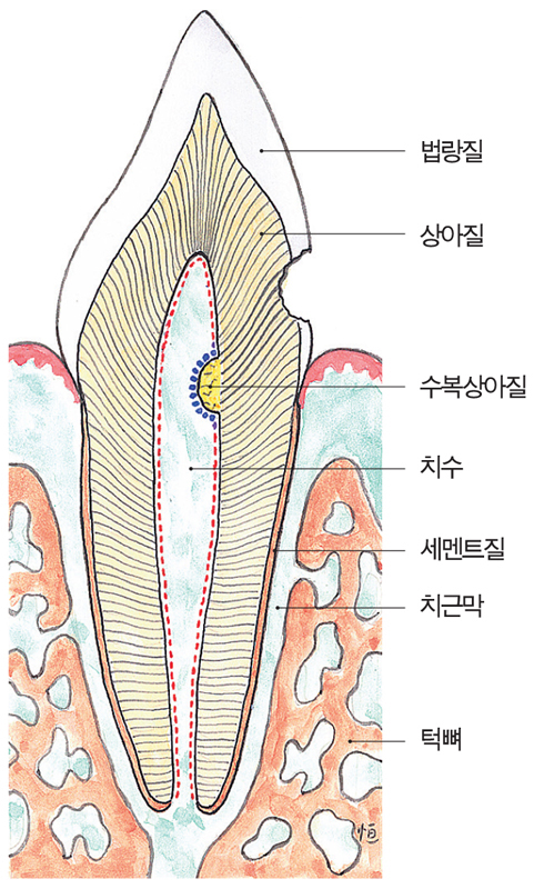 〈사진 1〉 치아의 구조를 나타내는 모형도