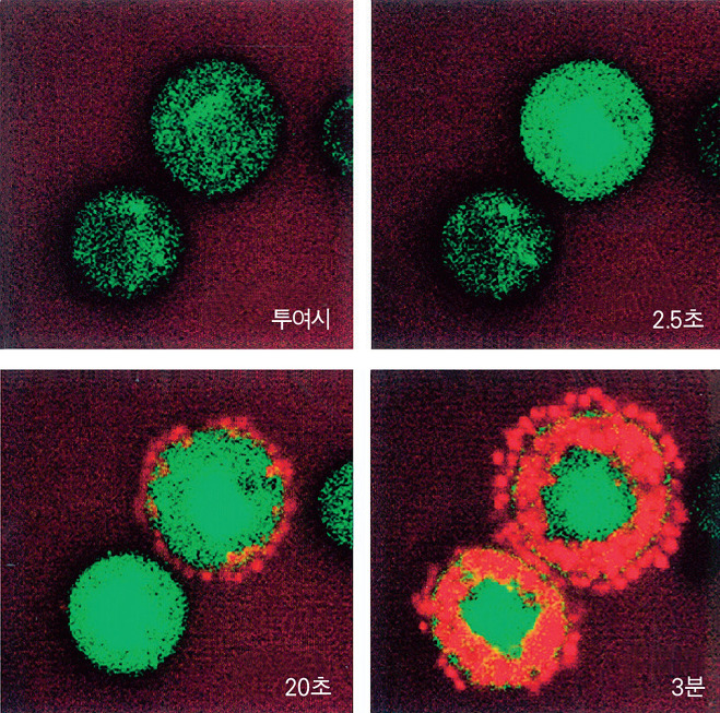 〈사진 5〉 쥐 복강의 비만세포에 히스타민 유리제를 투여하고, 고성능 레이저현미경으로 들여다본 사진. ×700
