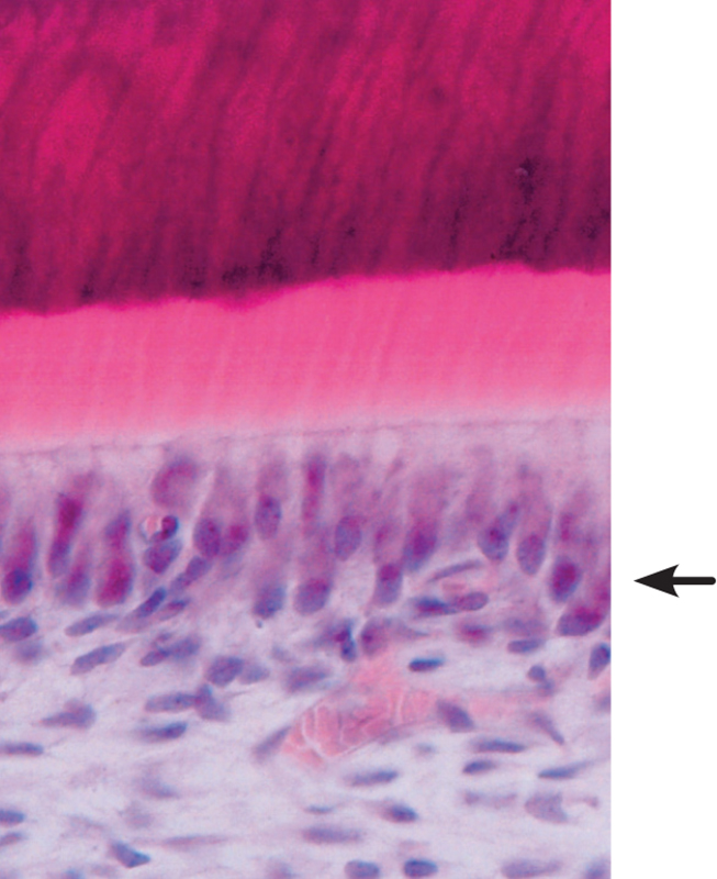 〈사진 2〉 형성 중인 치아의 상아아세포(화살표). 사람