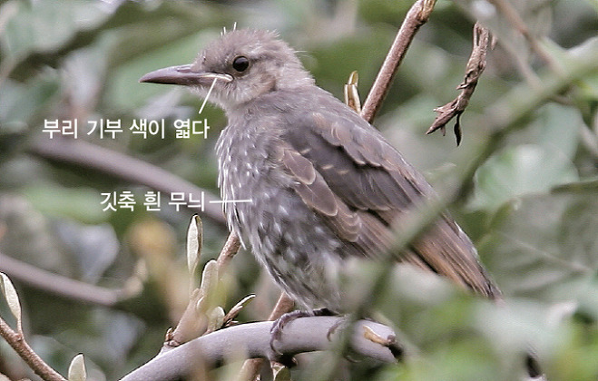 직박구리 어린새(2006.8.31. 전남 신안 홍도)