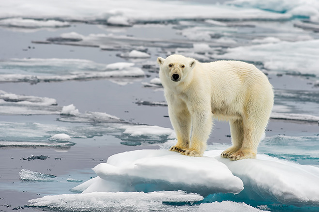 지구온난화로 인해 영향을 받는 북극곰