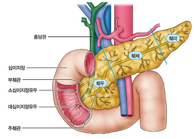 췌장 구조