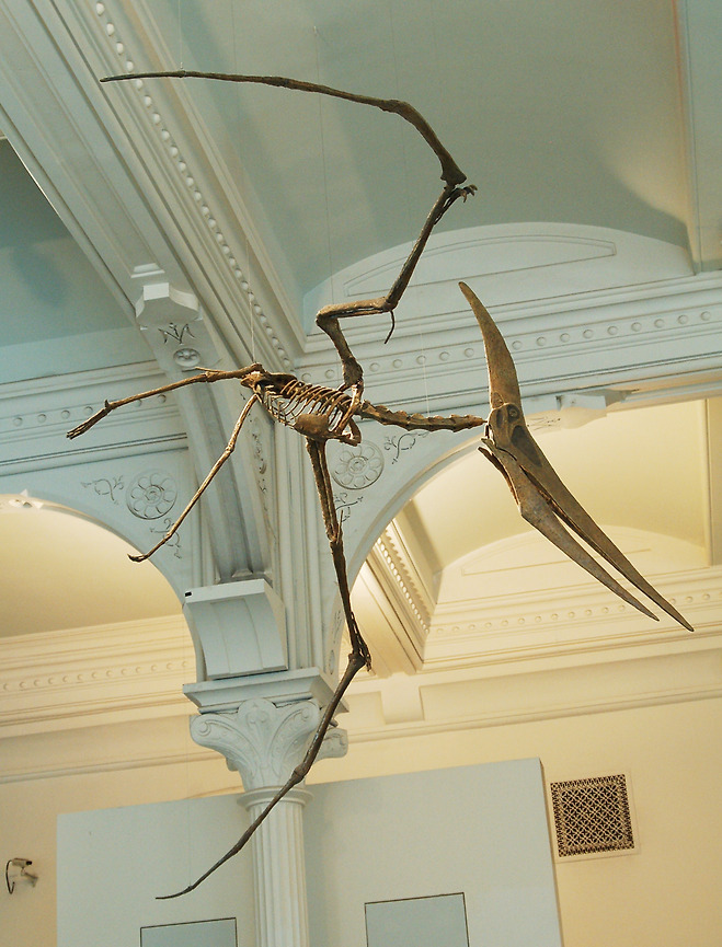 프테라노돈 (Pteranodon)