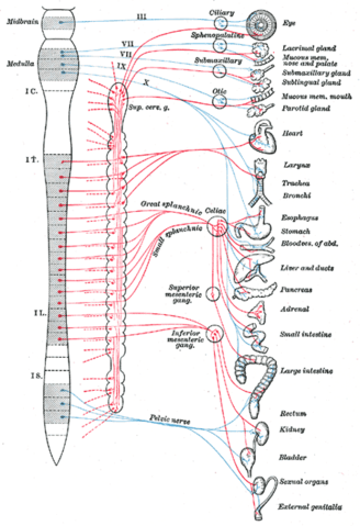 자율신경계(autonomic nervous system)