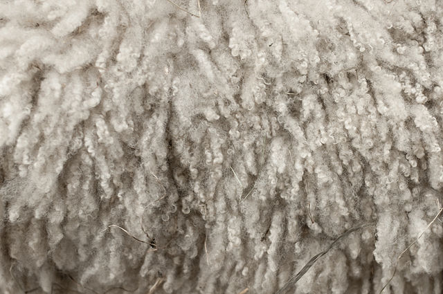 모(wool)