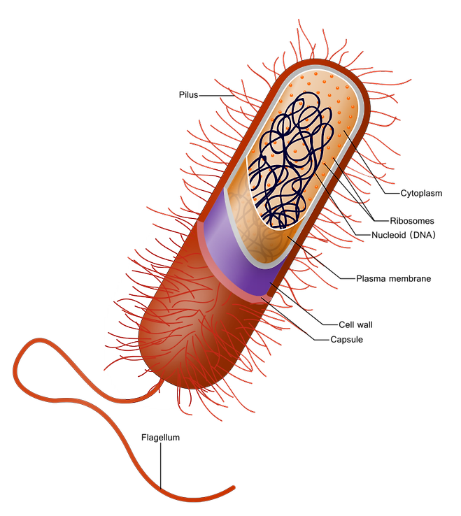 원핵생물(procaryote)