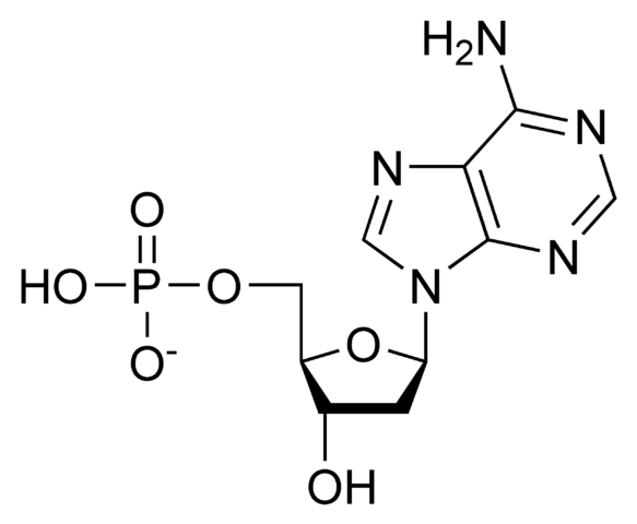 뉴클레오티드(nucleotide)