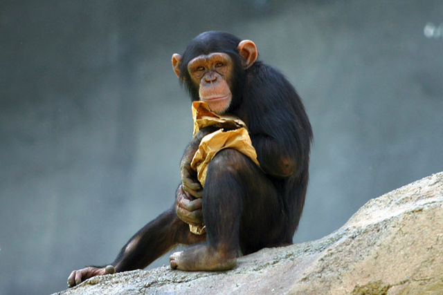 침팬지(chimpanzee)