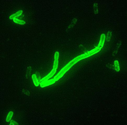 페스트균(Pasteurella pestis)