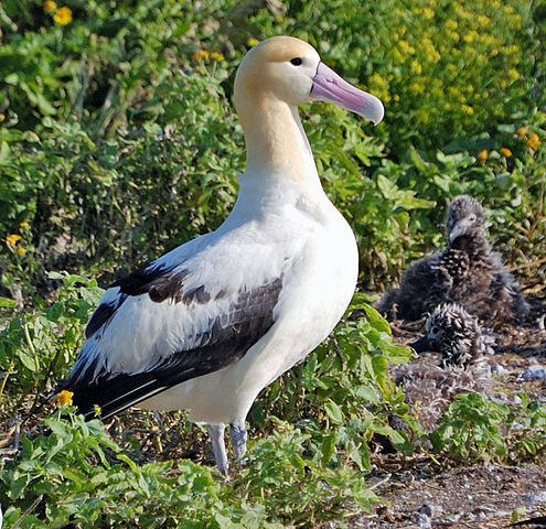 알바트로스(Albatross)