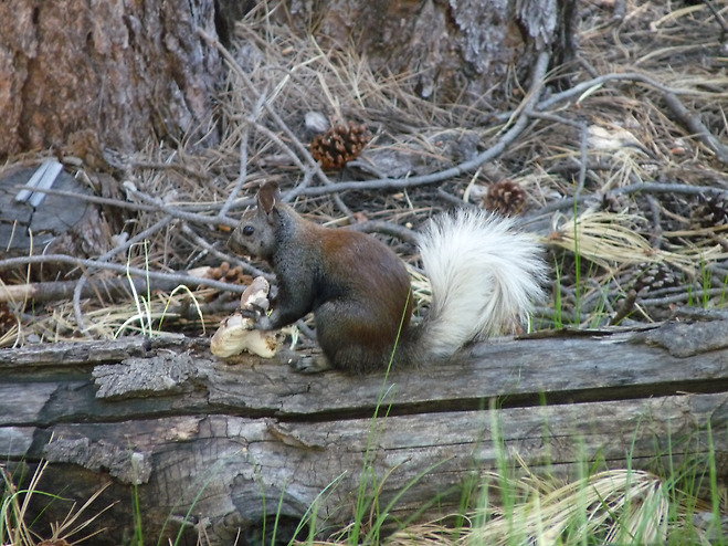 카이밥 다람쥐(Kaibab squirrel)