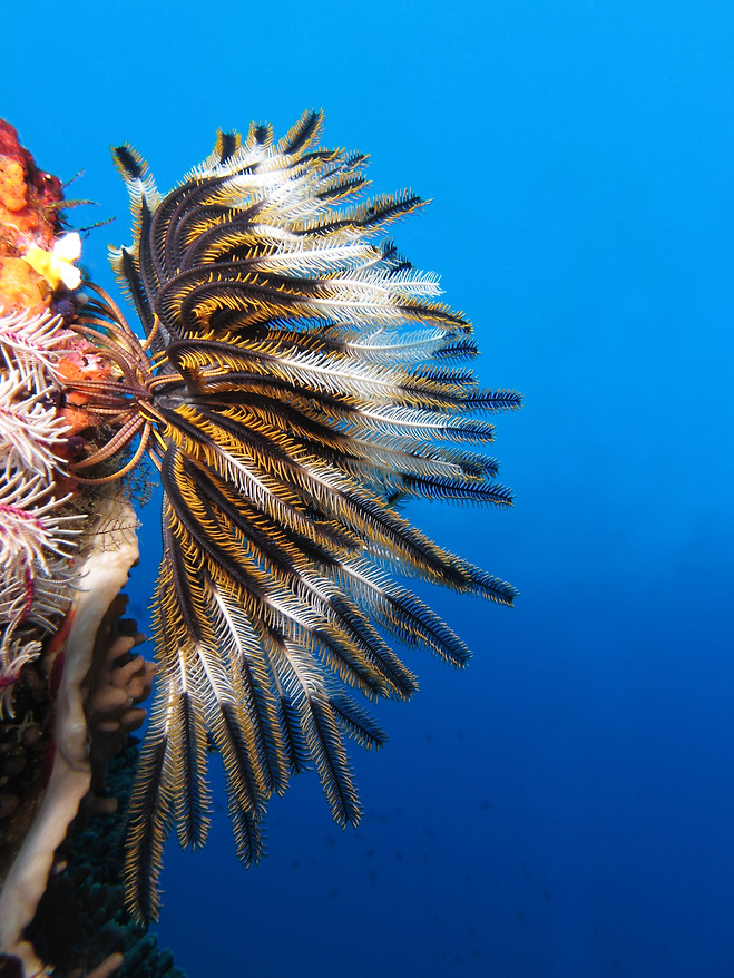 바다나리아문(Crinozoa)