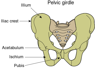 치골 (pubis)
