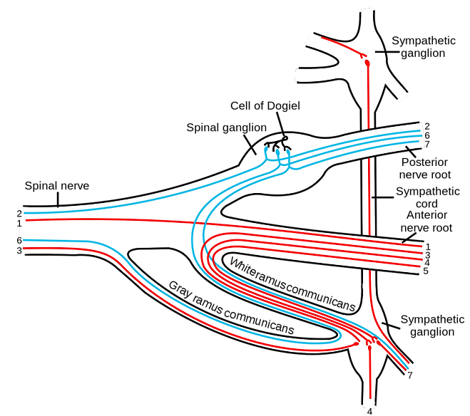 척수신경(spinal nerve)